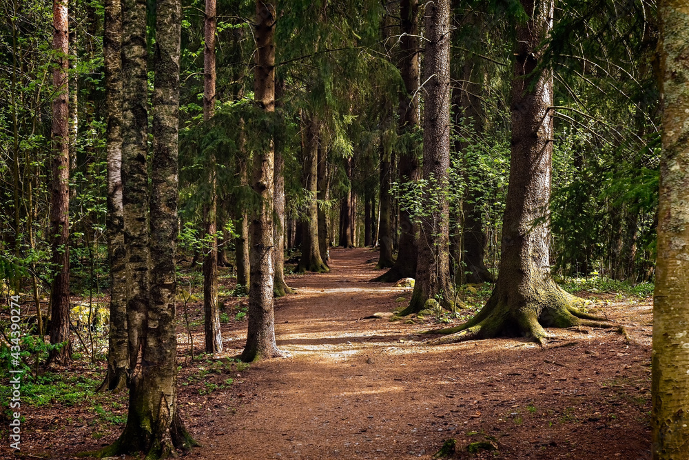 The trail in the forest. Fairy forest. Summer background. Travel concept.