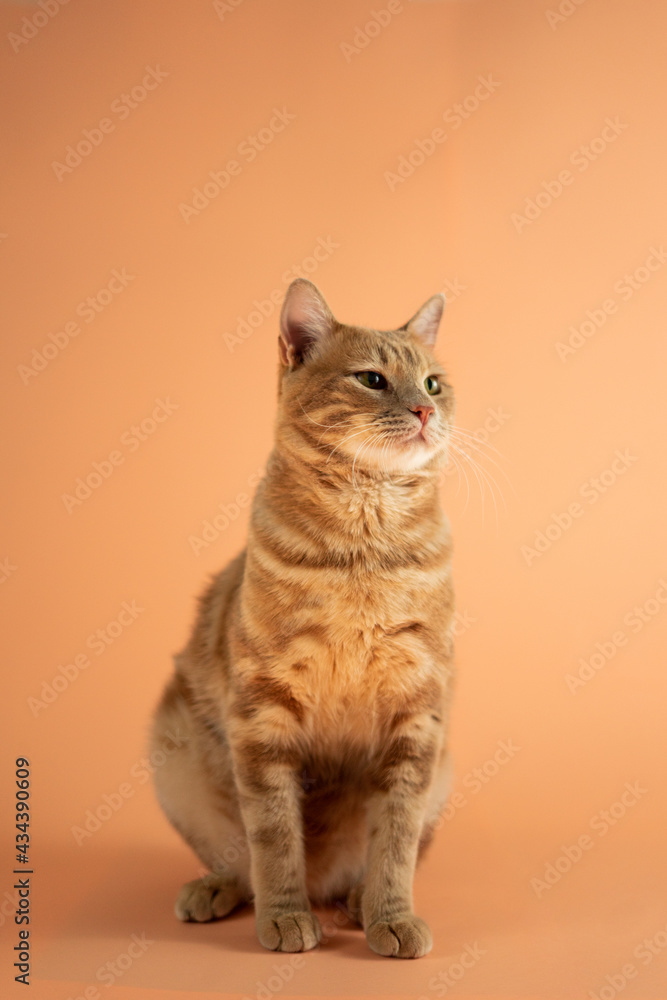 Cat On Pastel Background Cat On Pastel Background