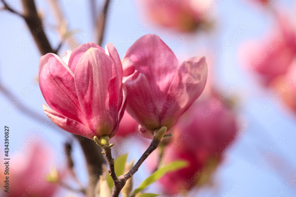 Beautiful magnolia tree with pink blossom outdoors, closeup. Spring season Beautiful magnolia tree with pink blossom outdoors, closeup. Spring season
