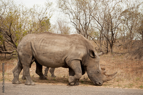 Rhinoceros graze by the side of the road in Kruger National Park, South Africa