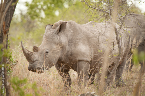 Rhinoceros graze by the side of the road in Kruger National Park  South Africa