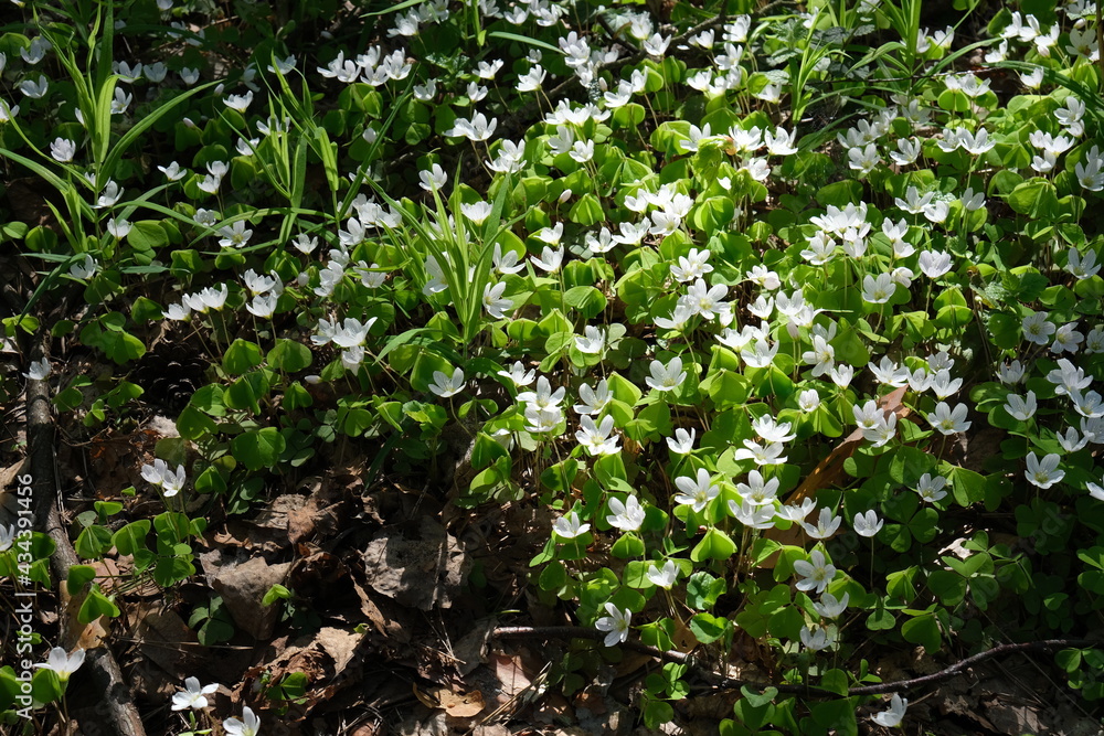 spring in the forest spring in the forest