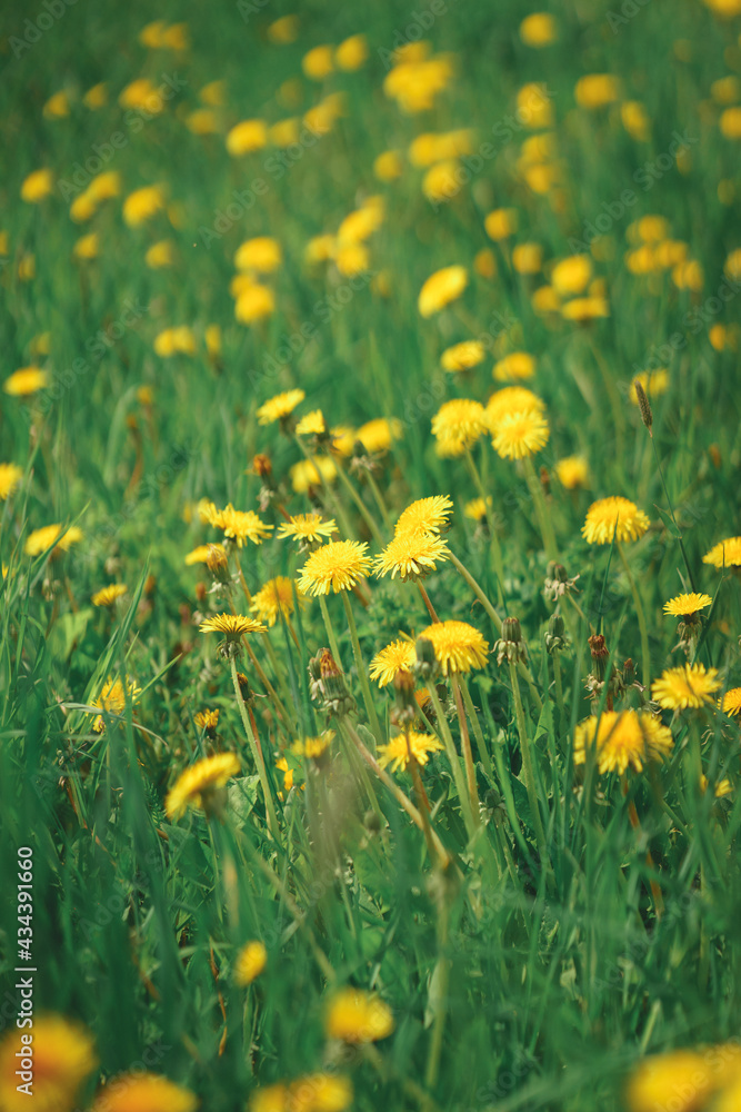 Bright yellow flowers dandelions on a green lawn. 