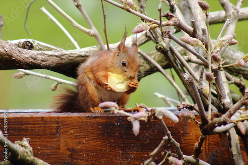 Eichhörnchen isst einen Apfel