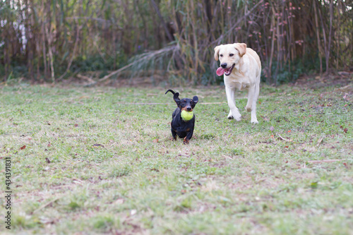 Fototapeta Naklejka Na Ścianę i Meble -  Labrador Retriever and Dachshund playing in the garden