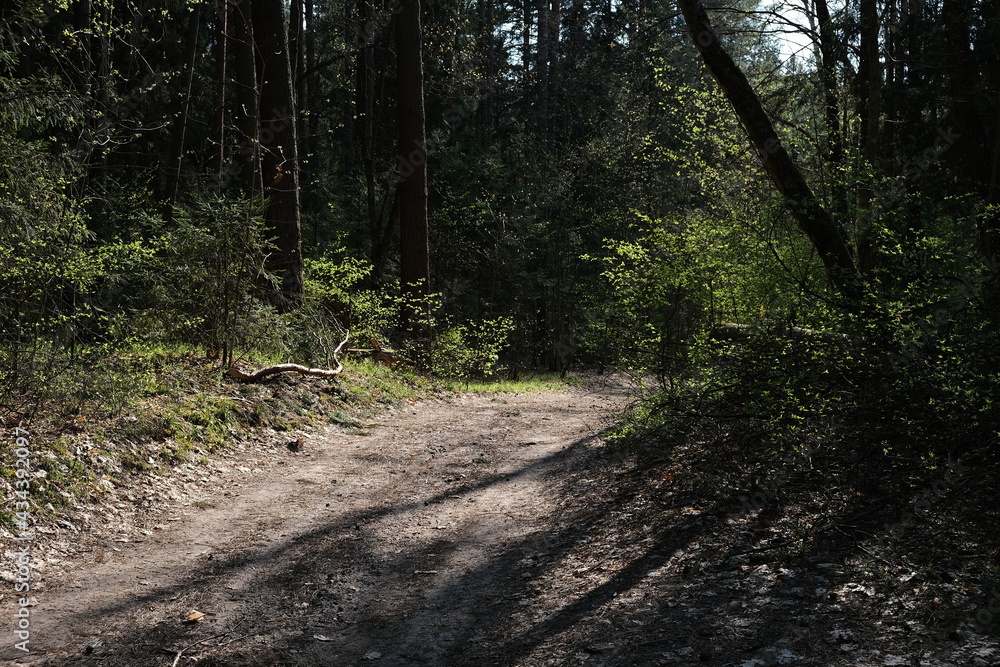 Fototapeta premium path in the woods