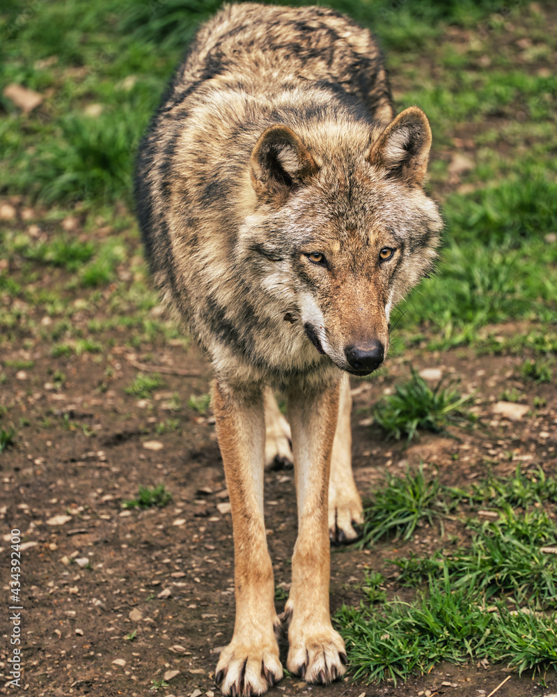 Wolf (Wildpark Edersee Hessen) Wolf (Wildpark Edersee Hessen)