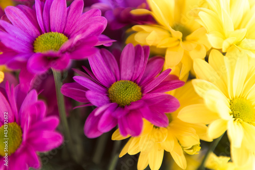 purple and yellow flowers chrysanthemum close up