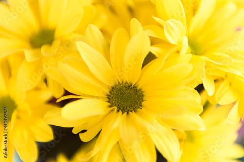 yellow flowers chrysanthemum close up