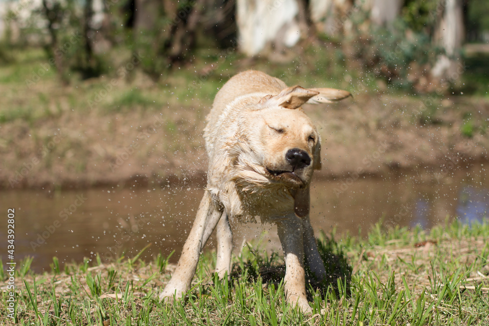 Labrador retriever shaking off the water Labrador retriever shaking off the water