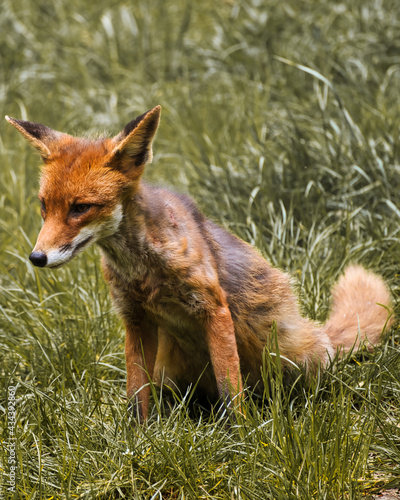 Fuchs  Wildpark Edersee Hessen 