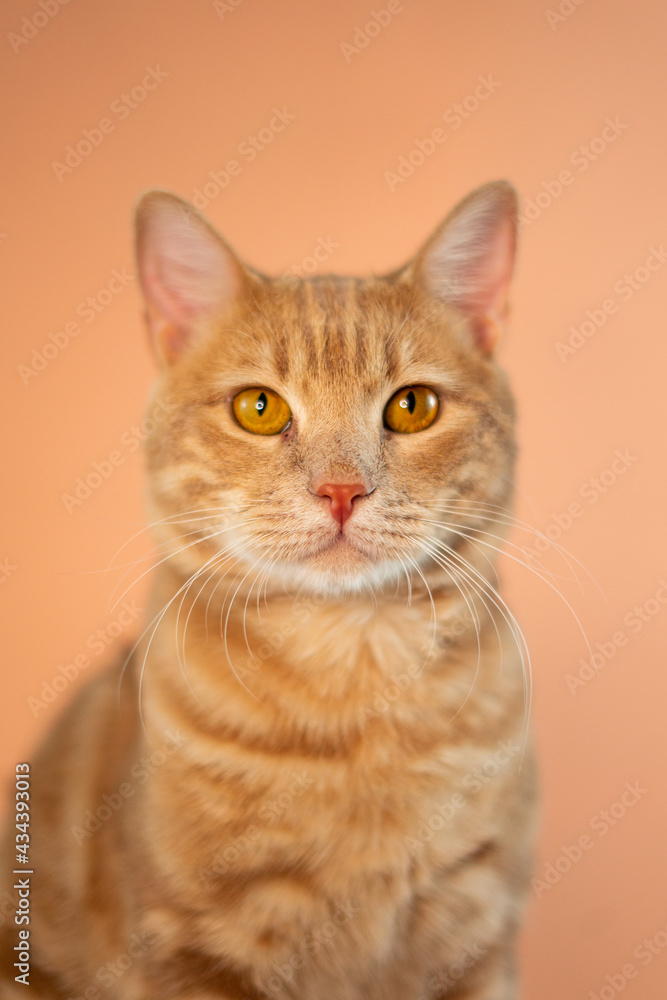 Cat On Pastel Background
