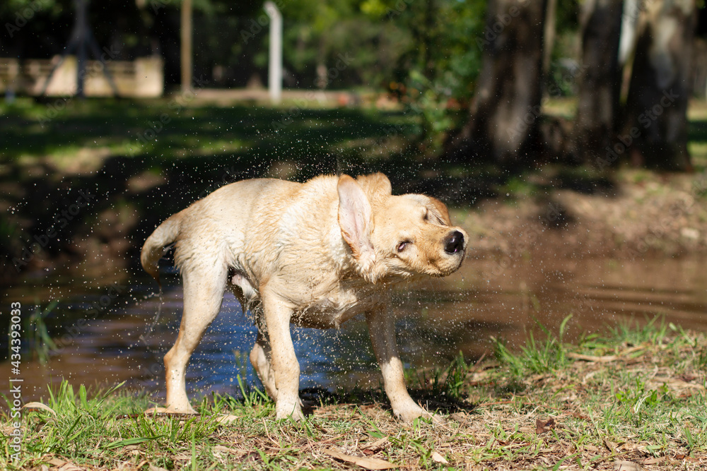 Labrador retriever shaking off the water Labrador retriever shaking off the water