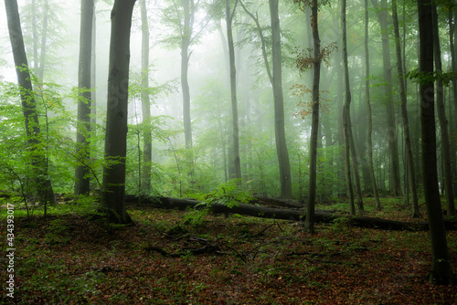 Beautiful foggy morning in green forest © Piotr Krzeslak