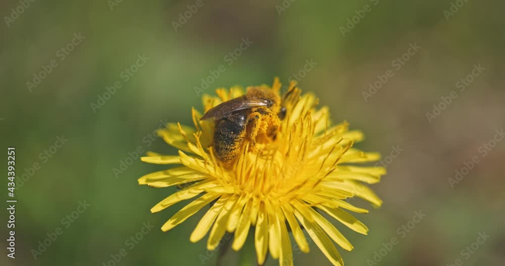 Bee collecting nectar from yellow flower slow motion footage Bee collecting nectar from yellow flower slow motion footage