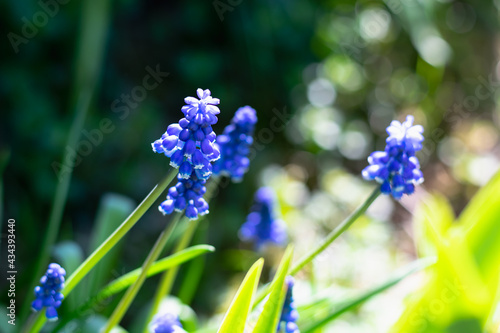 Purple muscari flowers with green leaves blooming in the garden, meadow. Selective focus. Spring background, spring, nature awakening. Horizontal photo. Wallpaper. 