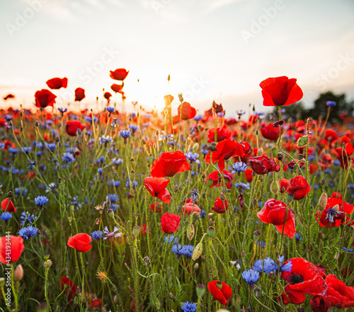 Nice colorful poppy field i...
