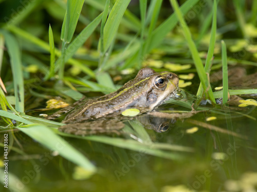 Juvenile Marsh Frog