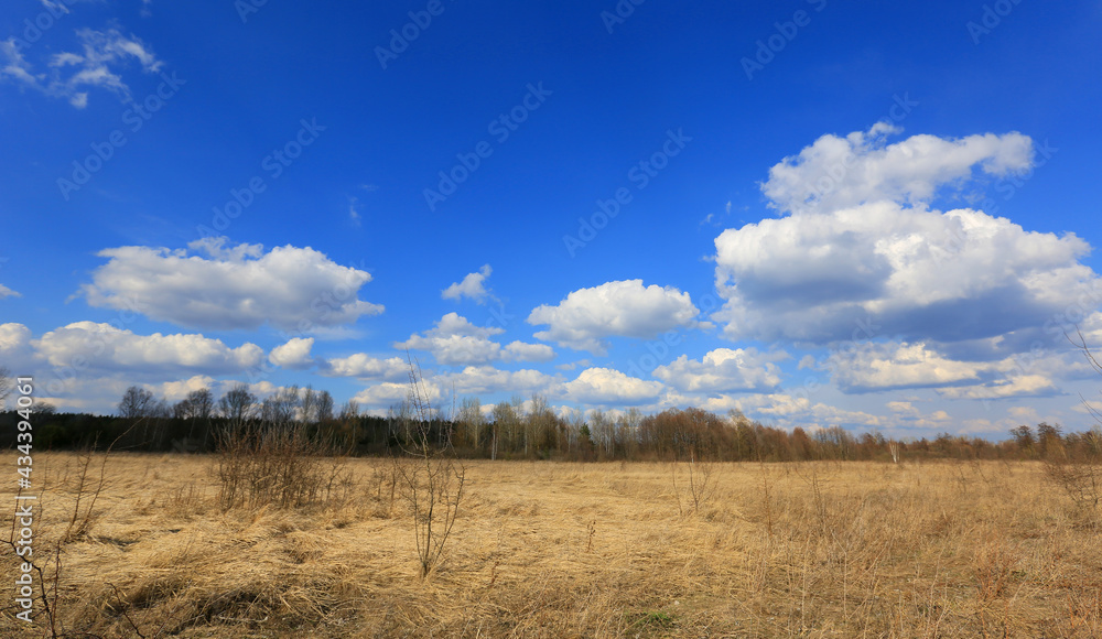 Obraz premium nice spring in steppe