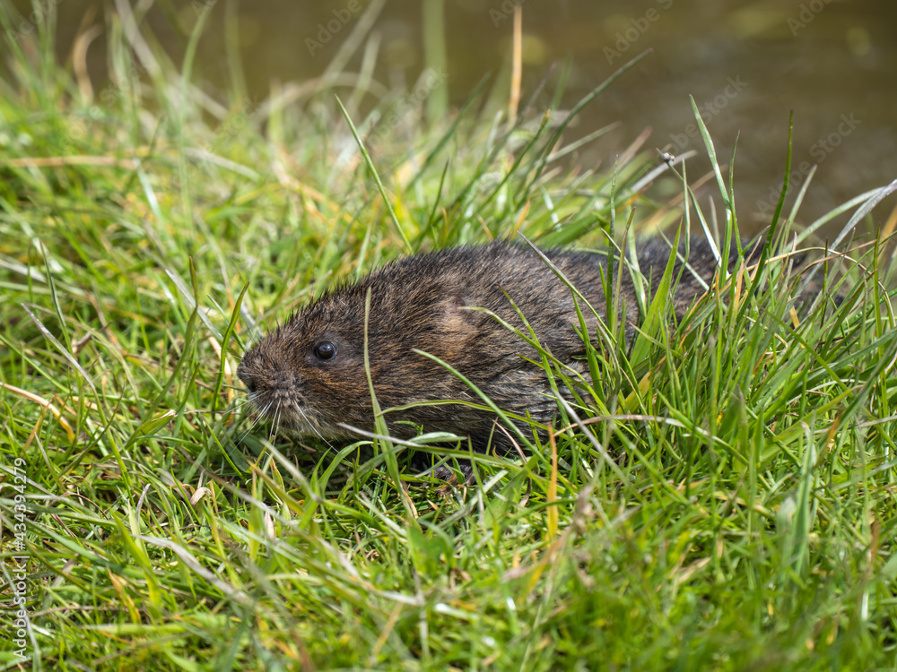 Water Vole Looking out of a Pipe over Water Water Vole Looking out of a Pipe over Water
