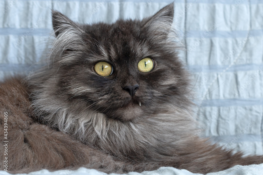 A beautiful fluffy gray kind cat. A pet