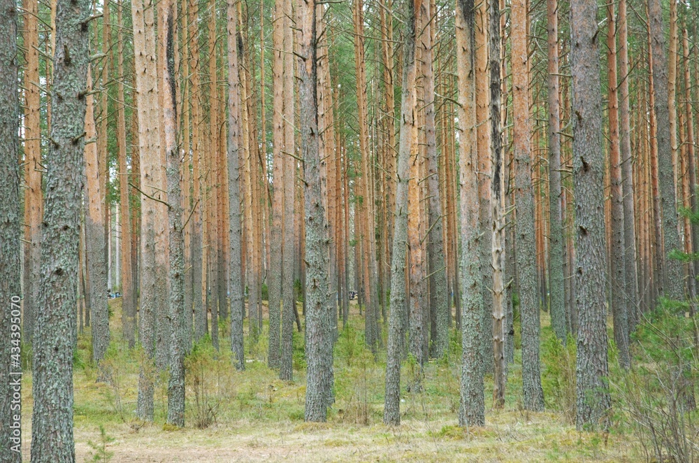 Fototapeta premium the forest of their pine trees standing hardly straight