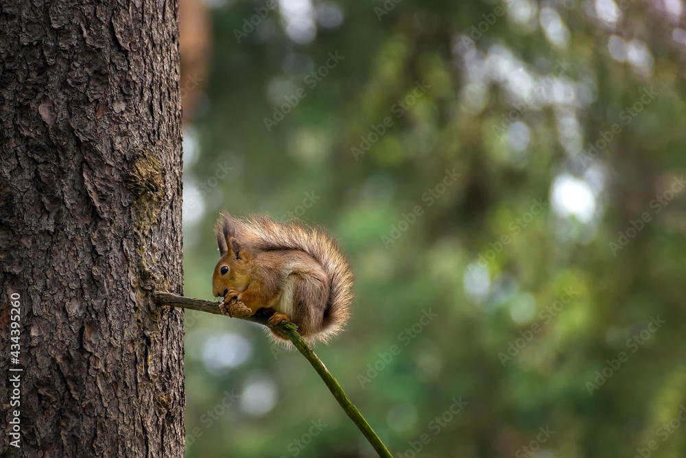 A red squirrel with a bump in its paws sits on a tree branch A red squirrel with a bump in its paws sits on a tree branch