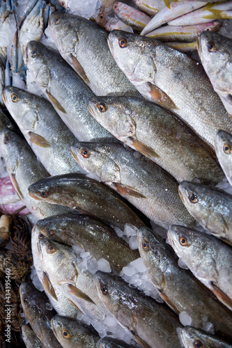 Fresh frozen sea fish on the fish  market