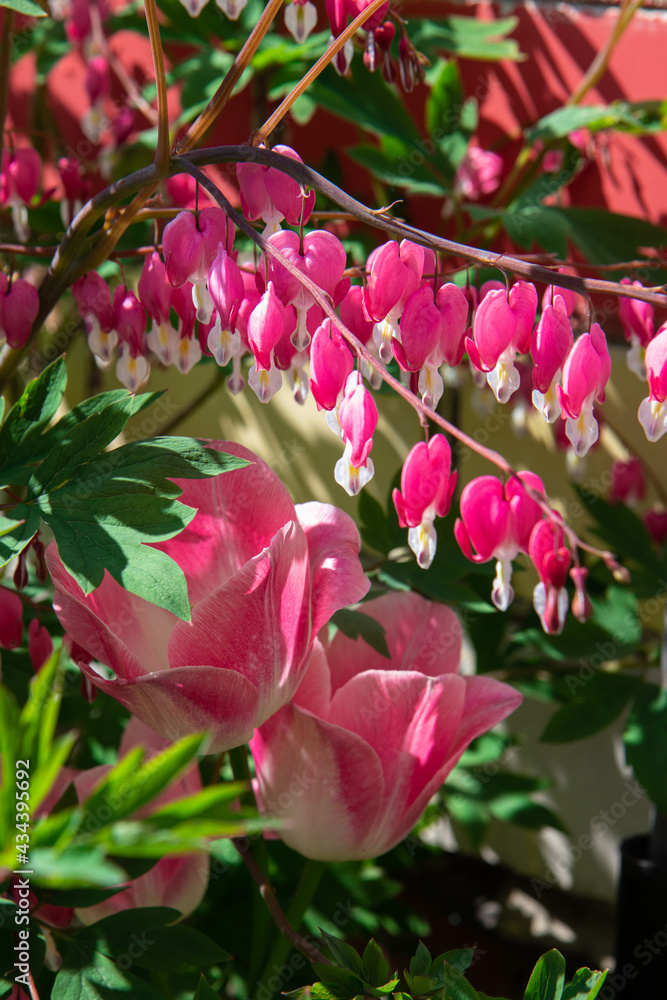 Pink Dicentra spectabilis and pink tulips in rustic garden during spring season of blooming. 