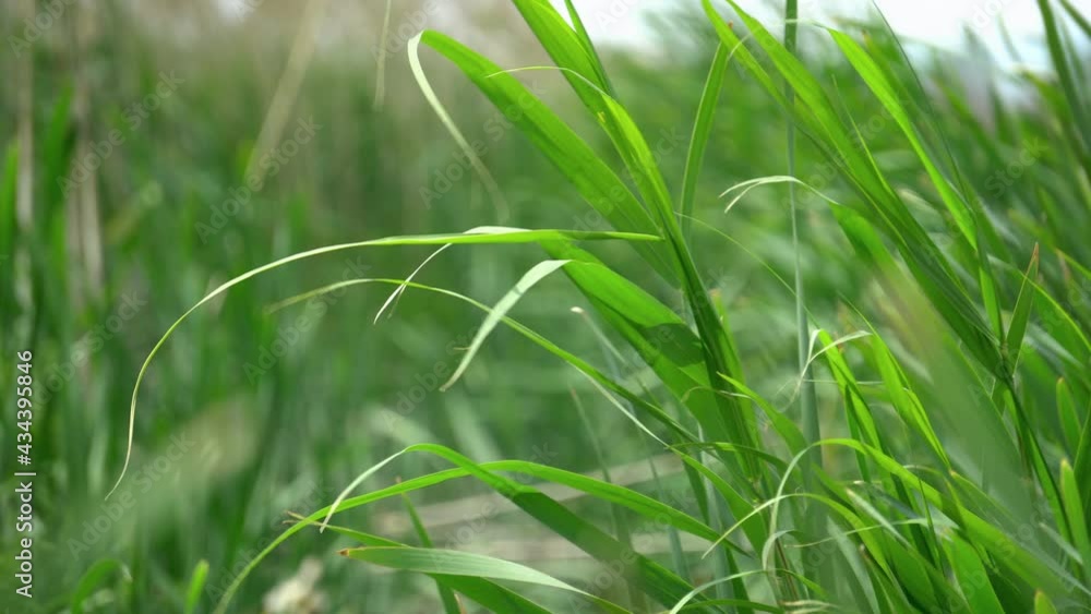 Sugarcane green field in summer swaying on the breeze. Sugarcane is a grass of poaceae family. Close up Sugarcane green field in summer swaying on the breeze. Sugarcane is a grass of poaceae family. Close up