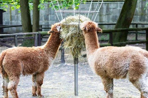 Fototapeta samoprzylepna Lamy jedzące siano z podajnika.
