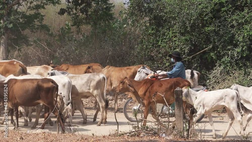 cow keeper herding Herd of cow walking through dry dusty way to farm, Phetchaburi, Thailand, April 2022