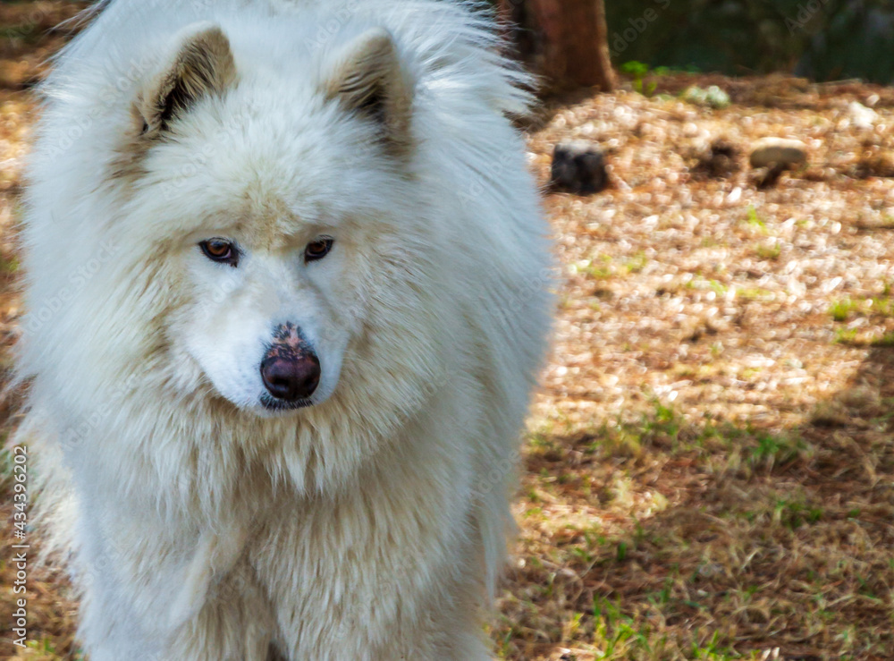 Obraz premium Closeup head shot of big healthy white fluffy samoyed dog standing and look direct to the camera in the meadow in the autumn season. Long fur.