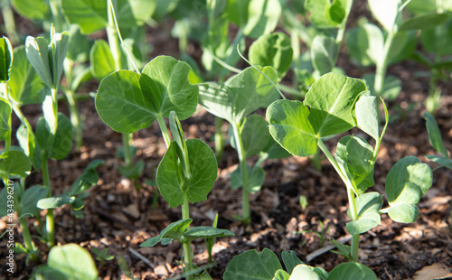 Stem and leaves of pea growing on ground in domestic garden. Planting home vegetables concept.