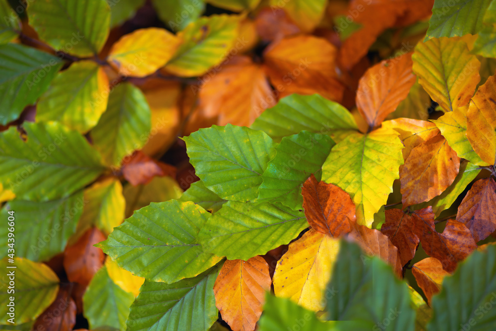 Feuilles lumineuses colorées d'automne se balançant dans un arbre dans le parc d'automne. Fond coloré d'automne, toile de fond d'automne Feuilles lumineuses colorées d'automne se balançant dans un arbre dans le parc d'automne. Fond coloré d'automne, toile de fond d'automne