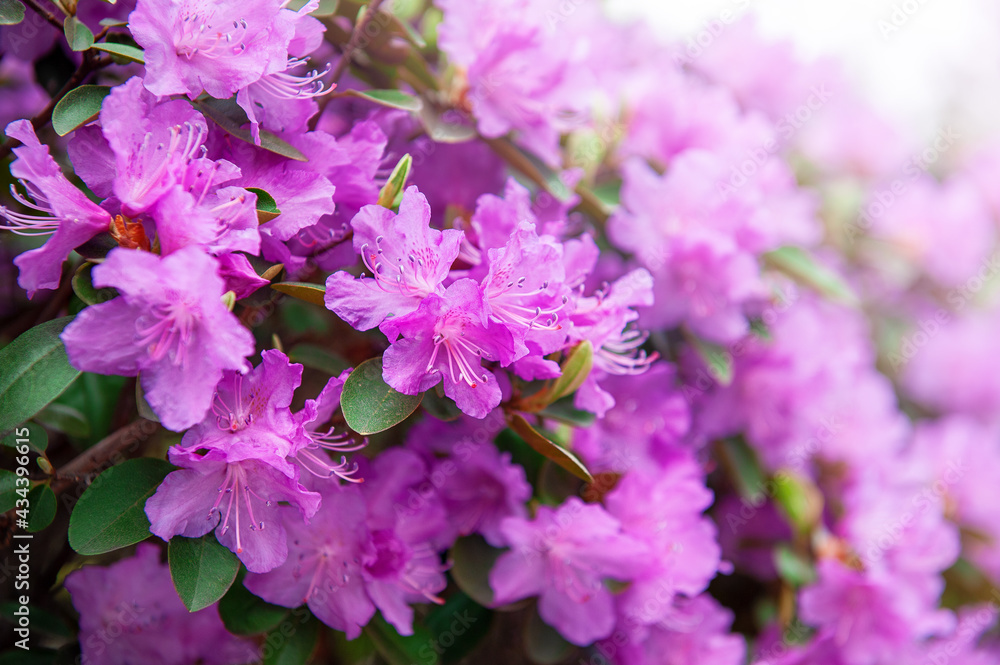 Beautiful spring cherry blossom sakura flowers background Beautiful spring cherry blossom sakura flowers background