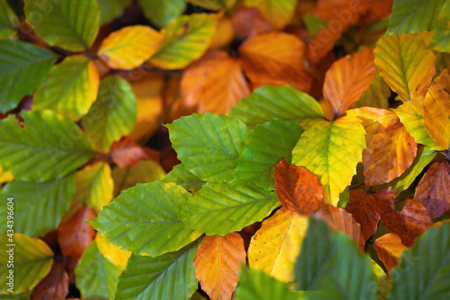 Feuilles lumineuses color  es d automne se balan  ant dans un arbre dans le parc d automne. Fond color   d automne  toile de fond d automne