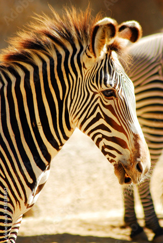 Fototapeta Naklejka Na Ścianę i Meble -  Stripes of a Zebra
