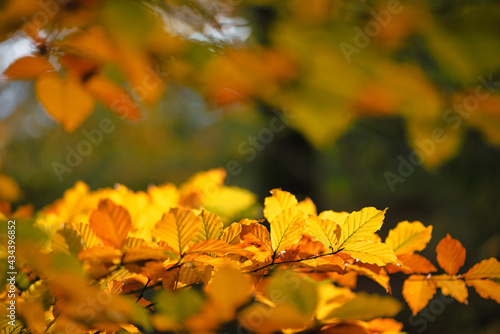 Feuilles lumineuses colorées d'automne se balançant dans un arbre dans le parc d'automne. Fond coloré d'automne, toile de fond d'automne