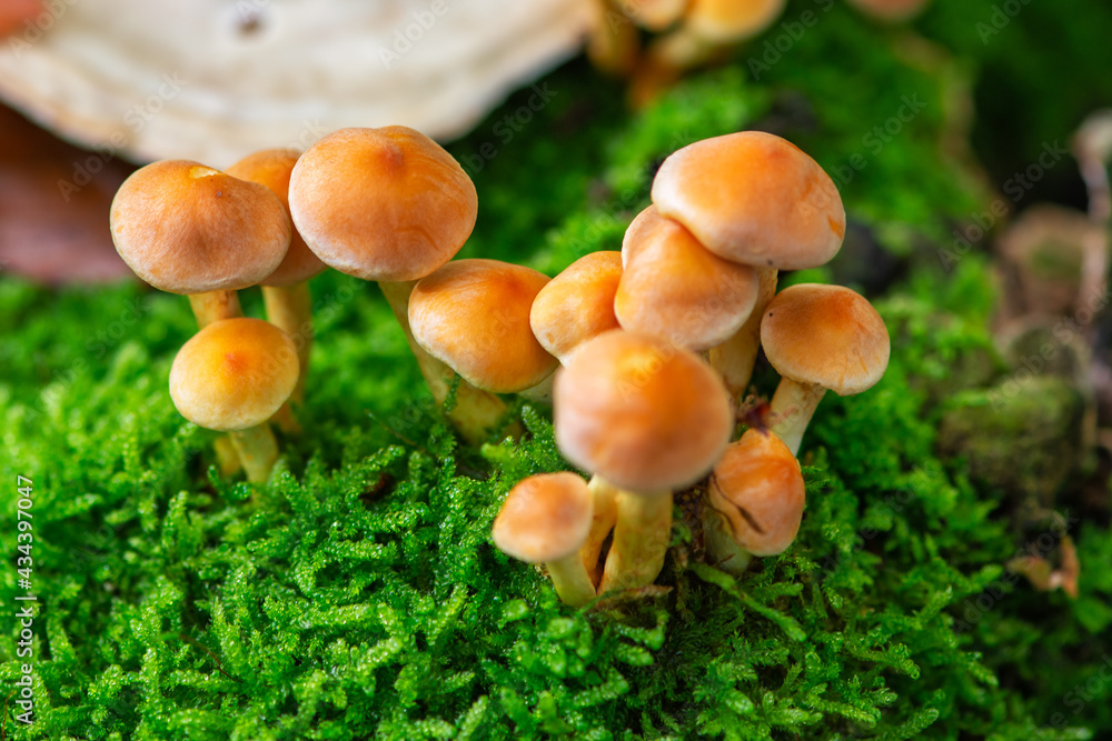 Champignons forestiers, Petits Champignons orange en automne dans la forêt Champignons forestiers, Petits Champignons orange en automne dans la forêt