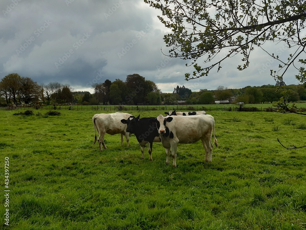 Rebaño de vacas holandesas en un prado de Vilalba, Galicia Rebaño de vacas holandesas en un prado de Vilalba, Galicia