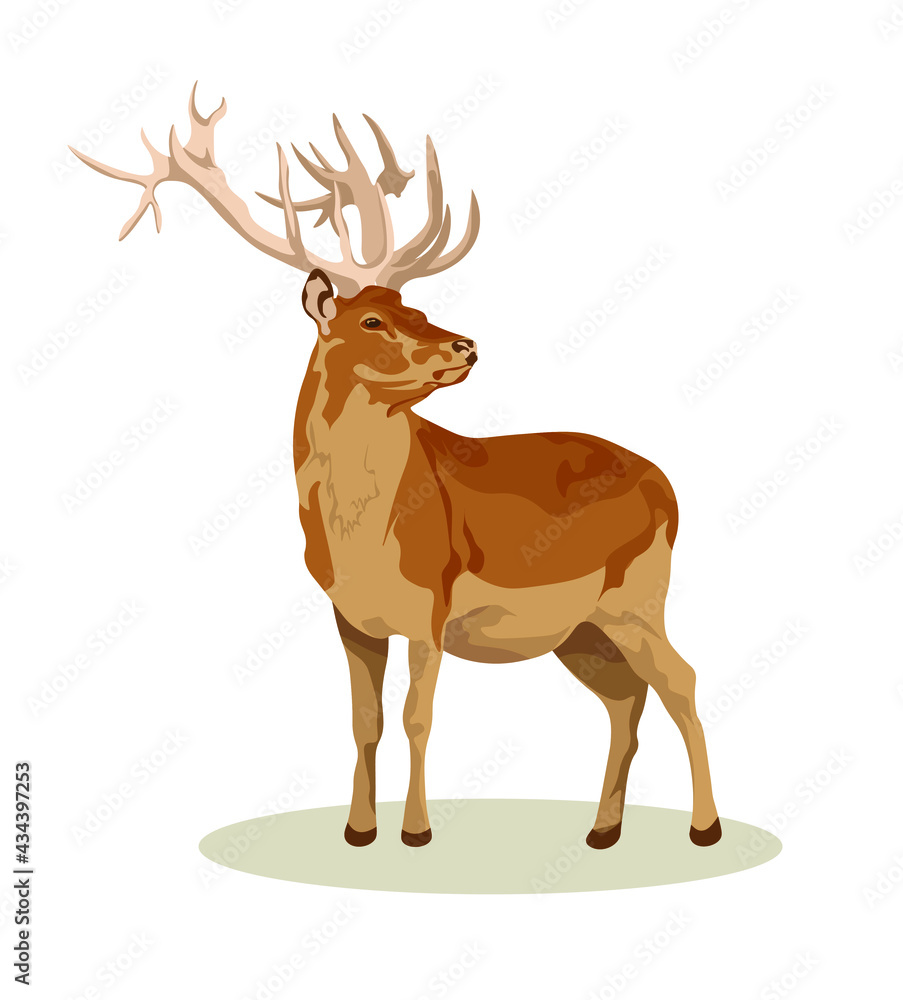 male and female European fallow deer. Deer brown or red deer. Wild animals of Europe, America and Scandinavia. Vector illustration of a young sika deer male and female European fallow deer. Deer brown or red deer. Wild animals of Europe, America and Scandinavia. Vector illustration of a young sika deer
