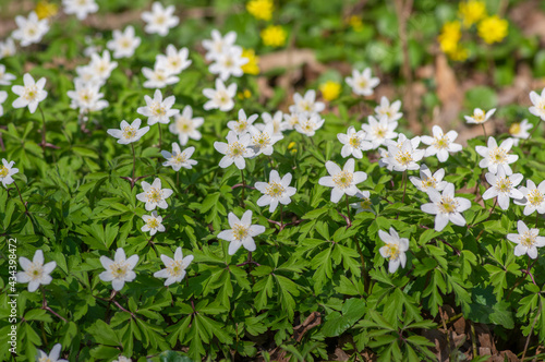 Anemonoides nemorosa wood anemone white flower in bloom, springtime flowering bunch of wild plants