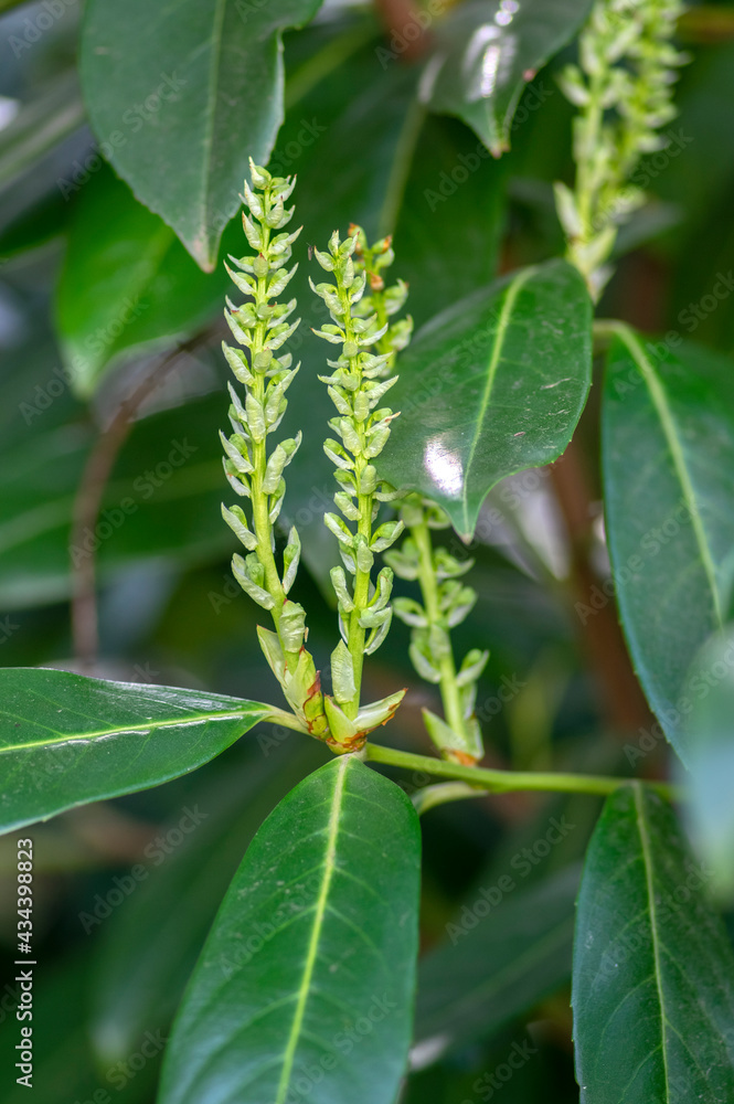 Prunus laurocerasus common english laurel evergreen shrub in bloom, white green buds Prunus laurocerasus common english laurel evergreen shrub in bloom, white green buds