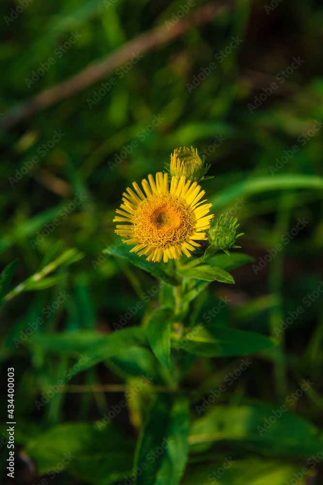 Blooming Inula hirta