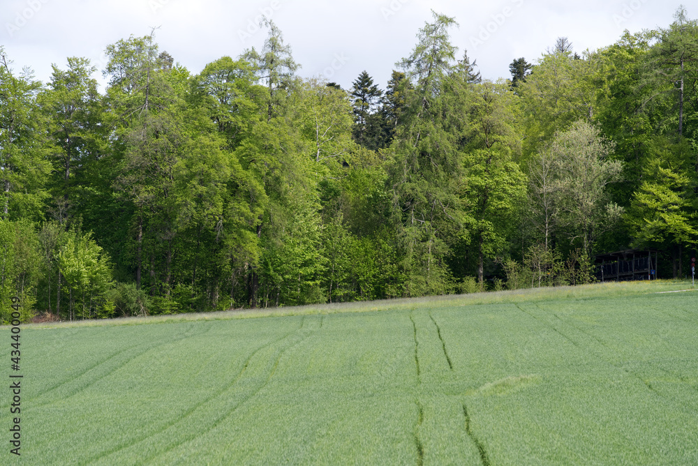 Obraz premium Scenic landscape view at with agriculture field and forest in the background at City of Zurich at springtime. Photo taken May 18th, 2021, Zurich, Switzerland.