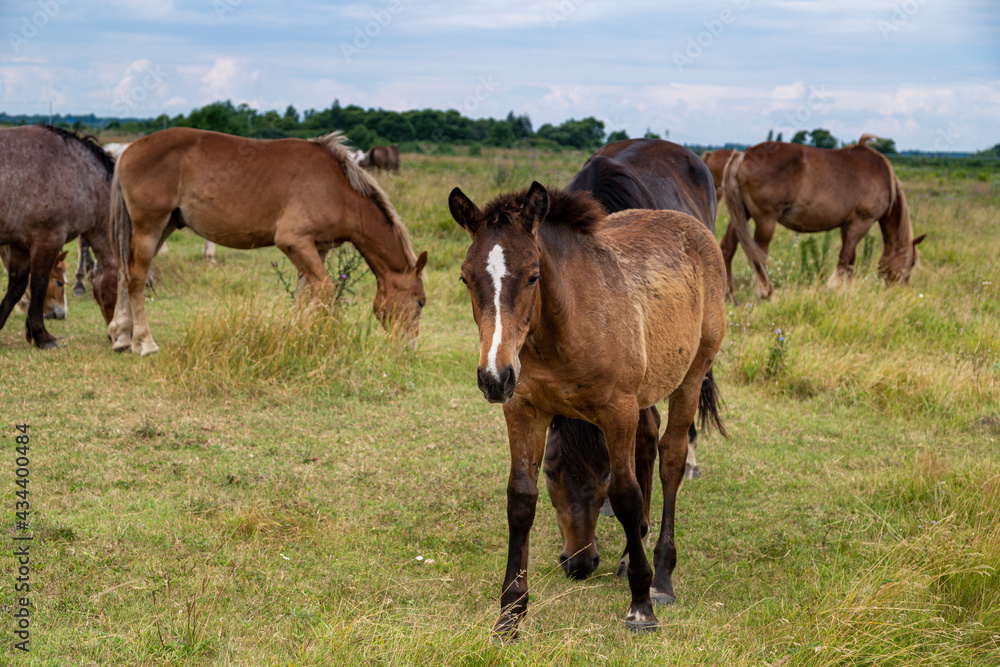 horses heavyweights walking in nature horses heavyweights walking in nature