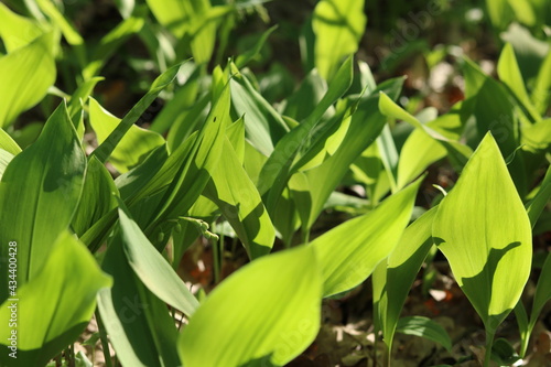 Blooming lilies of the valley in the forest.