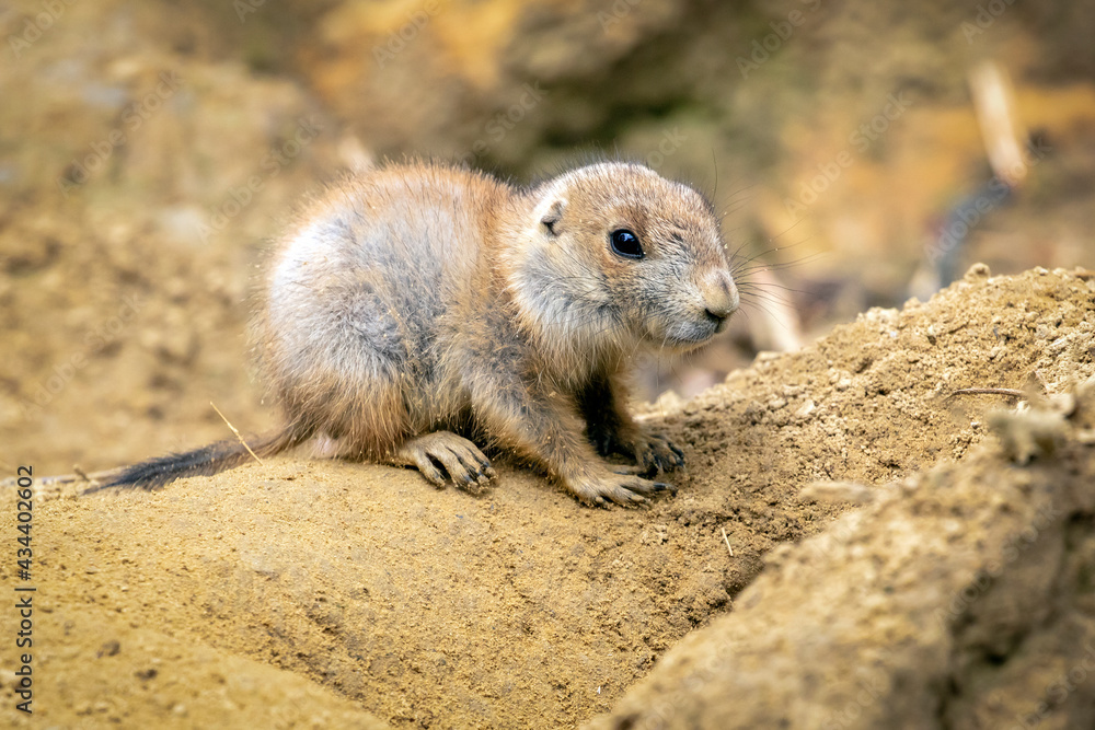 Naklejka premium Prairie dog youngster on nature background