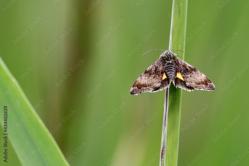 papillon illégitime dans les herbes vertes Boudinotiana notha papillon illégitime dans les herbes vertes Boudinotiana notha